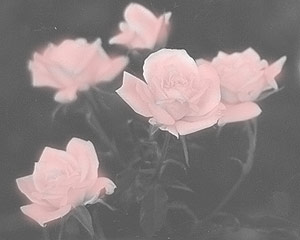 pretty roses